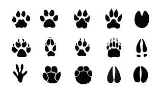 Learn Animal Footprints In English! Types of Animal Footprints : Horse,Deer,Bear,Sheep,Cow & More