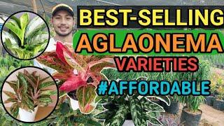 BEST-SELLING AGLAONEMA VARIETIES | 2021