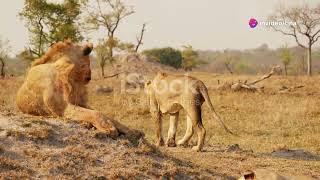 Cats in Nature : The Wild Side