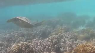 Meet Sea Turtle : Great Barrier of Reef - VLOG AUSTRALIA