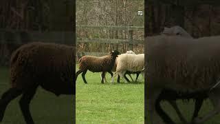 Quick Rough Collie Facts - Lassie of the Scottish Highlands - Animal a Day Farm Week #shorts