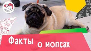 7 интересных фактов о мопсах