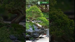What are Bonsai plants | Secrets of Bonsai plants under 60 seconds #shorts #bonsai #gardening #plant