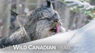 A Wild Canadian Lynx And A Cameraman Develop An Amazing Relationship | Wild Canadian Year