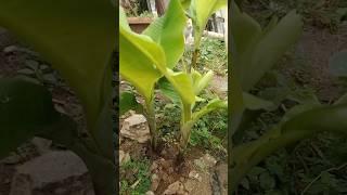 Banana Seedlings Cooked Yesterday, Green and Fertile #banana #seedlings #green #farming #viral #s...