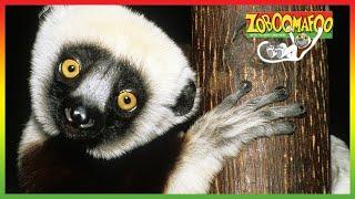  Zoboomafoo | NEW HD Compilation | 2 Hours | Animal Shows for Kids 