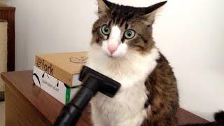 Cats being their weird and funny selves!  Funny Cats Videos