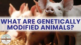 What Are Genetically Modified Animals? Dynamic Earth Learning