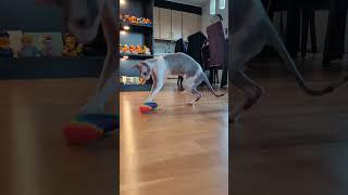 Kira: The Cat Who Turns Every Moment Into Magic 