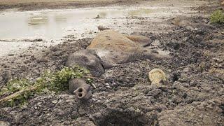 Muddy Saga to Save Two Elephants | Sheldrick Trust