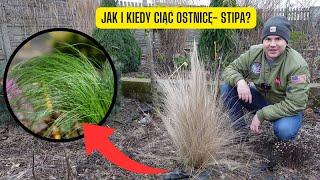 Jak i kiedy przycinać Ostnicę czyli Stipa? (Wiosenne cięcie Ostnicy cieniutkiej Ponny Tails)