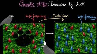 Genetic drift | Heredity & Evolution | Biology | Khan Academy