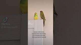 мой тгк:parrotsandlife#попугаи #какарики #машкаричи #волнистыйпопугай #крысогуля #кореллы