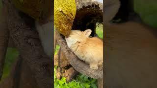 The Bunny Eats Honey #shorts #funny