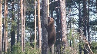 Внезапная встреча с Медведицей и тремя Медвежатами. Лето 2019.