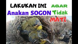 CARA MELOLOH BURUNG SOGON ANAKAN (sampai makan sendiri)