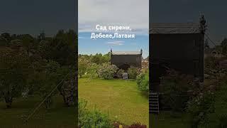 #сирень #природакрасота #латвия #добеле #latvia #latvija #dobele Сад сирени,Добеле,Латвия
