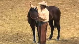 Parelli Natural Horse Training Tip - How to Halter a Horse