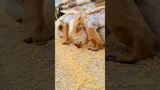 #youtubeshorts #video #goatfarming #goat Goat farmin by veterinary care 