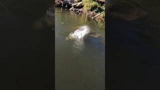 HUGE Fish DESTROYS my Lure! #fish #fishing #murraycod #bigfish