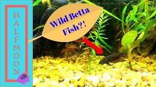 Wild Betta Tank Redo and Unboxing!