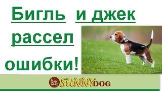 бигль и джекрассел ошибки выбора породы  ? обман рекламы и правда о породе бигль и джек рассел