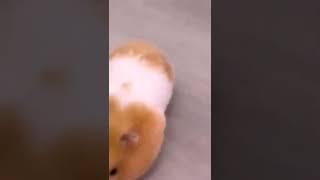 "I am not fat I am a fluffy hamster"Cute fluffy hamster #hamster #hamstershorts #shorts