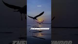  Good morning Friends  New trending search WhatsApp status #trending #love #shorts #birds