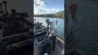 Giant White Bass #WhiteBass #Fishing
