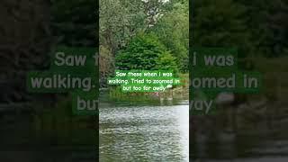 walking/ #ducks on #pond.