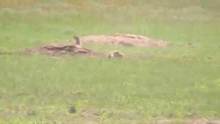 prairie dog vs 22-250 II