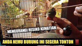 CARA MERAWAT ANAKAN BURUNG KOLIBRI MANGGAR AGAR TIDAK MATI