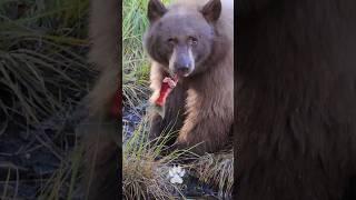 A Bear Savoring Salmon at Kokanee Salmon Run! Lake Tahoe #shorts #wildlife #bears