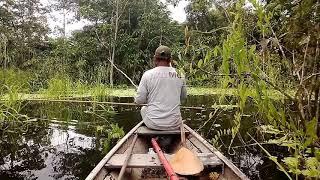 Pesca artesanal de tambaqui na amazónia