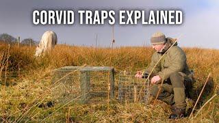 Corvid Traps Explained