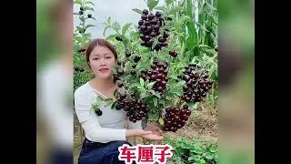 八种适合庭院种植的果树。你家有吗