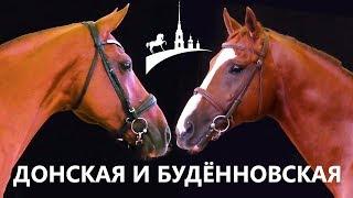 Донская и буденновская порода /Золотая лошадь /Золото России /Конная выставка Иппосфера /Дончак