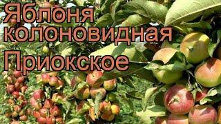 Яблоня колоновидная Приокское (malus)  яблоня Приокское обзор: как сажать саженцы яблони Приокское