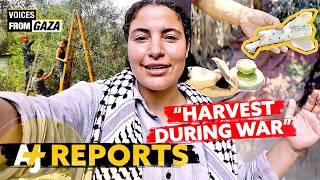 It's Bisan From Gaza, And We're Picking Olives In A Genocide