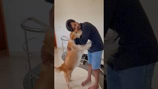 Subscribe for more videos like this #goldenretiever #puppies #doglover