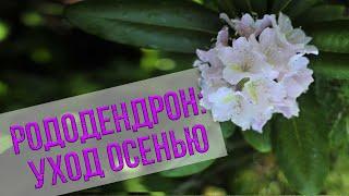 Рододендрон: уход осенью