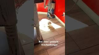 Not Stonehenge but Kitchenhenge! #shorts #cotondetulear #puppiesofyoutube #bradybunch #sunshineday