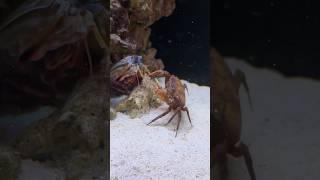 Giant Smashing Mantis Shrimp VS Giant Crabs Round 2
