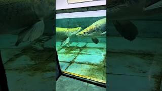 Arapaima ate a  baby Spotted gar fish. #fish #short #ytshorts #fishing  #monsterfish #arapaima