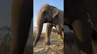 Bijli and Laxmi enjoying their daily walk at the #WildlifeSOS Elephant Conservation and Care Centre