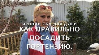 Как правильно посадить гортензию.