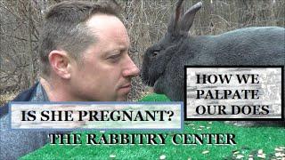 Is She Really Pregnant? How To Palpate Your Rabbit