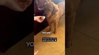 Dog vs Egg 
