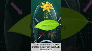 What is photosynthesis? #shorts #biology #medical #plants