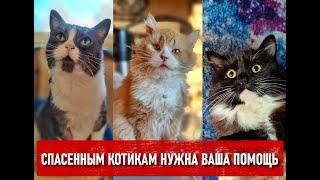 Почти 100 котикам очень нужна помощь! Сегодня День Стольника